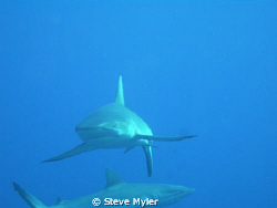 very friendly sharks on top of a wall by Steve Myler 